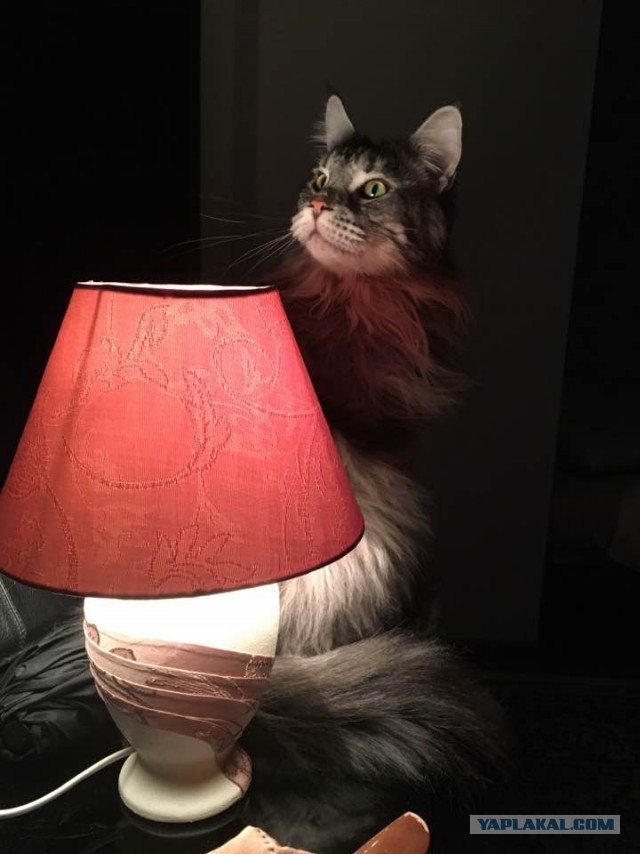 Кот с лампой