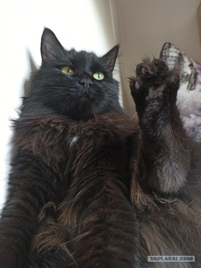 Сегодня День защиты черных котов!