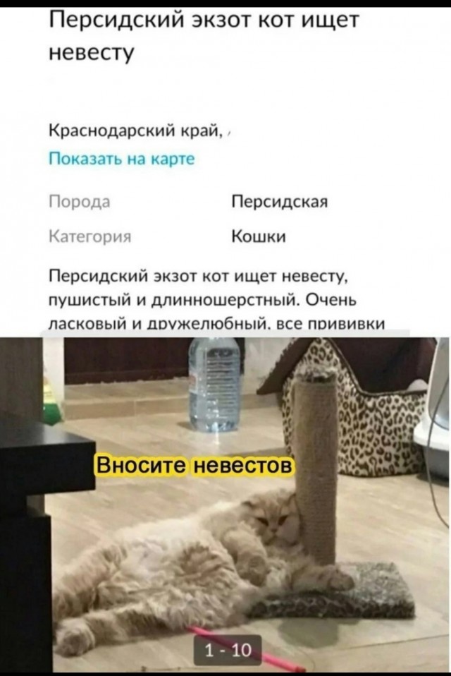 Забавные комментарии из социальных сетей (09.03.23)