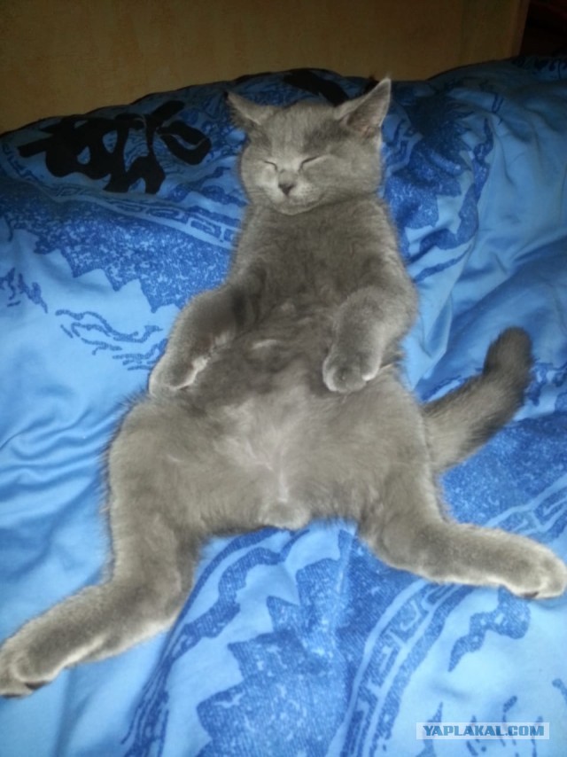 Пройдемся по котикам?!