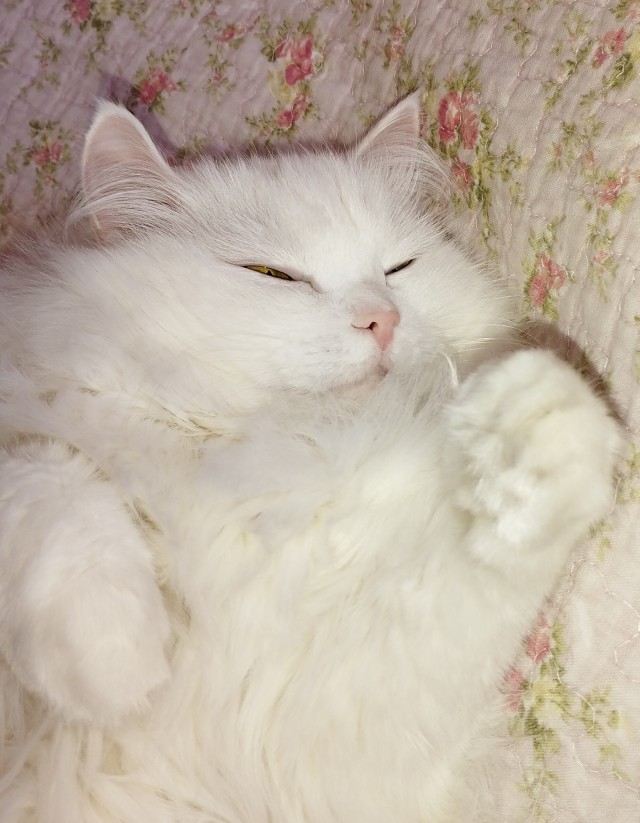 Котики - это животные, которые не поддаются дрессировке