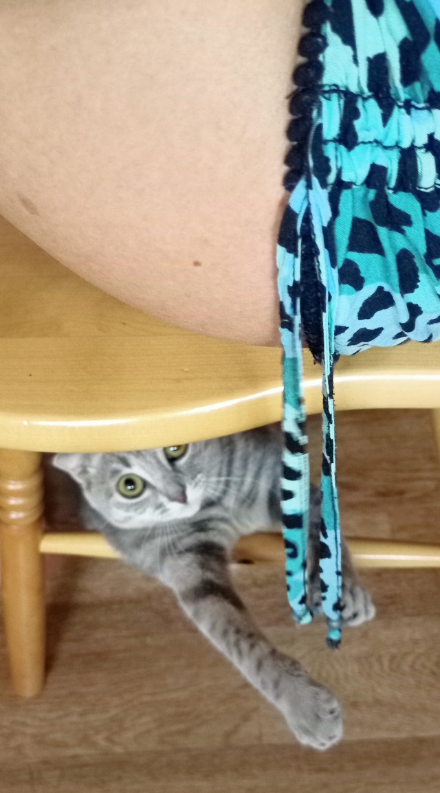 Много дел у кота на даче...