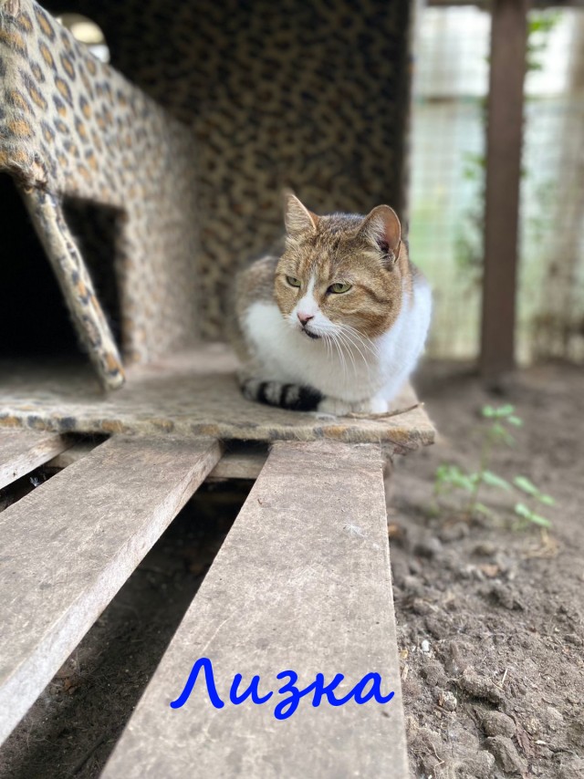 Жизнь домашнего приюта "Котоленд" 390