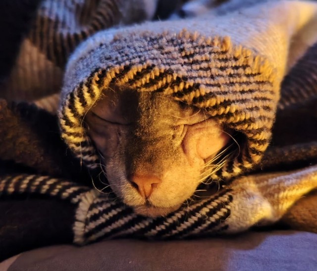 Котовторник! 16+ Коллеги-рабы, отмечаемся, у кого хозяину много лет!