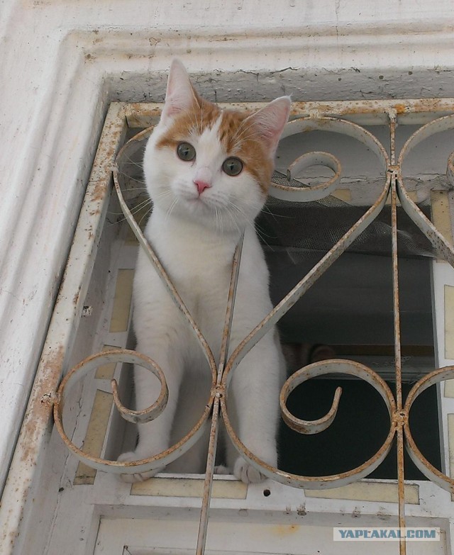 Котовторник 16.04.2013