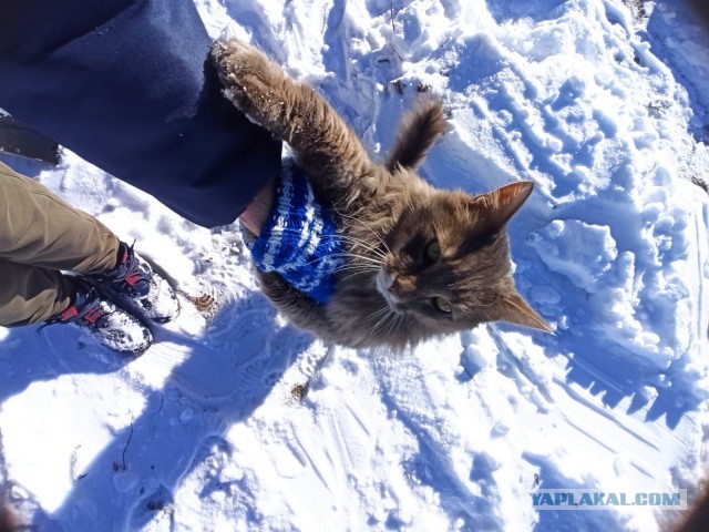 Котовторник 7.11.23