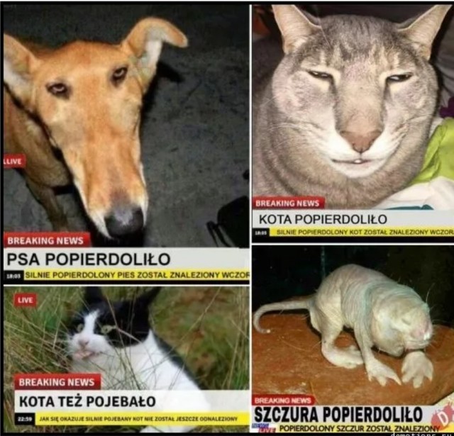 Хомяк курва