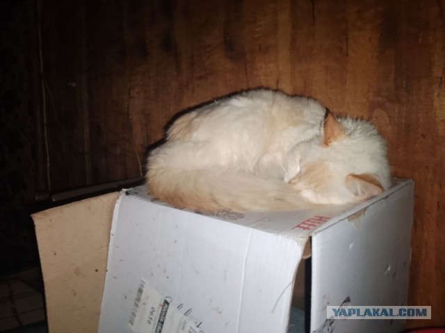 Жизнь домашнего приюта для котеек 475