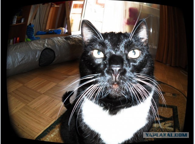 Котовторник  07.05.2013