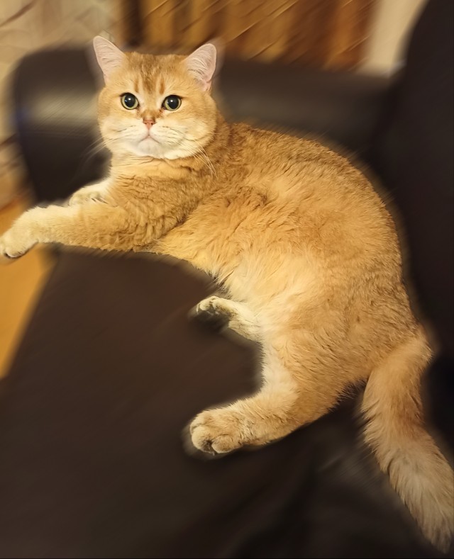 Котовторник уже пришёл?