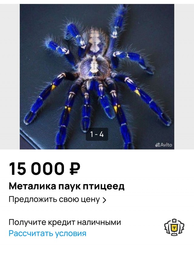 Топ-10 редких животных, которых уже очень трудно найти