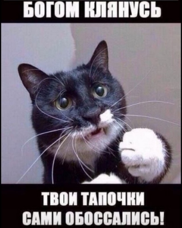 Купание кота, как вид боевого искусства