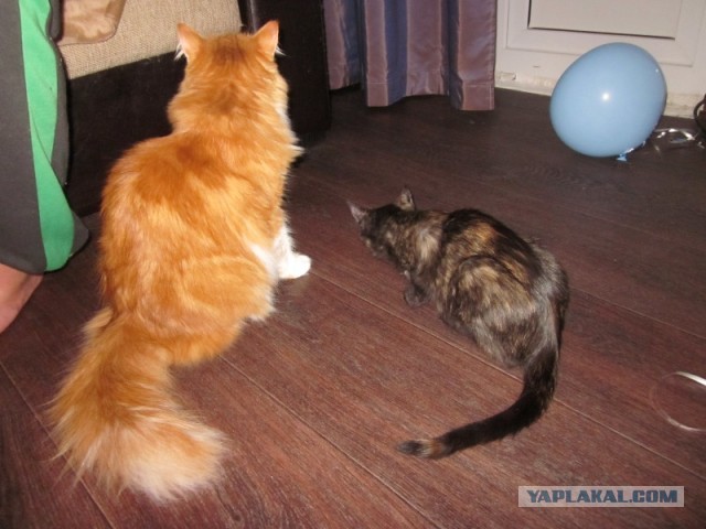 Котовторник 21.05.2013