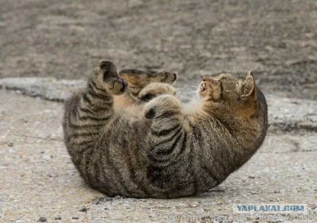Обнаружен ъуъ (котовторник)