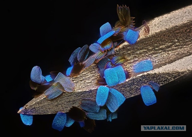 Жизнь под микроскопом: 11 победителей фотоконкурса Nikon Small World 2024