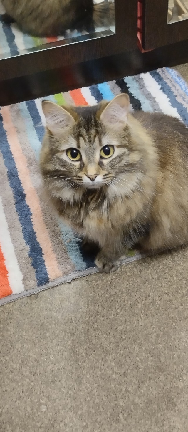 Купила кошке ковëр