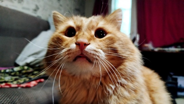 Как удивить кота