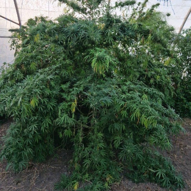 В Крыму мужик вырастил 6-метровую коноплю — но вместо награды за садоводство его посадили на 3 года