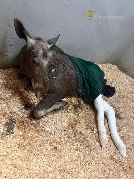 Разрешилась судьба ранее сбитого лосёнка в Подмосковье