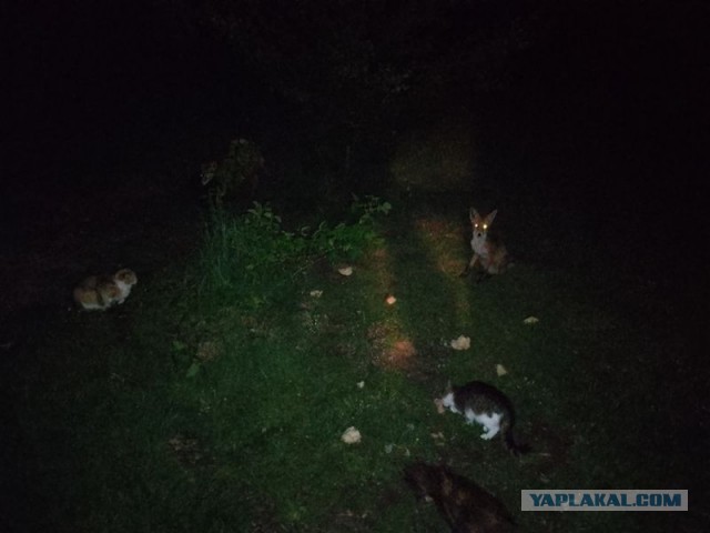Жизнь домашнего приюта для котеек 544