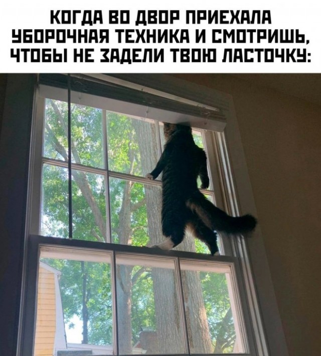 Веселые картинки в маленькую пятницу (11.06)