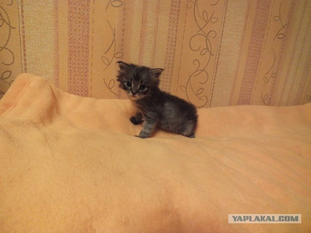 Котовторник 25.06.2013