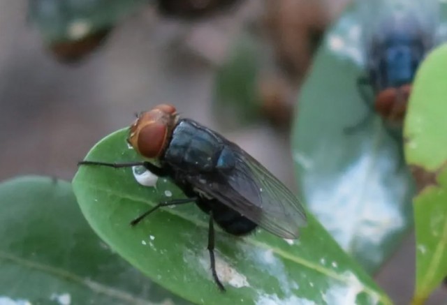 США сбрасывают миллиарды стерильных мух для сдерживания опасных паразитов