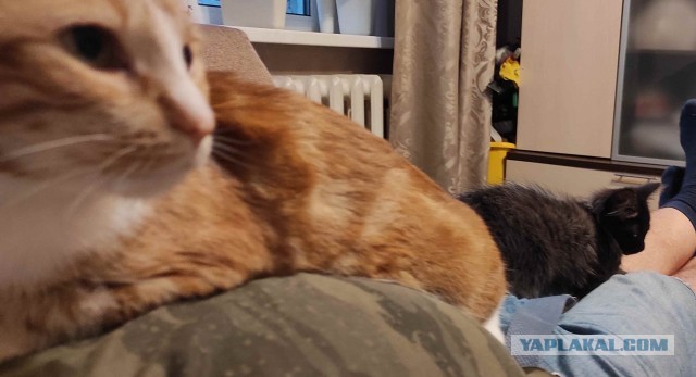 МоеЭ Котэ