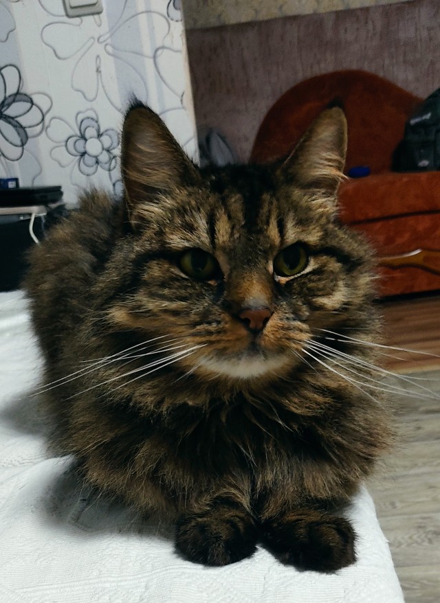Когда киса любит одного