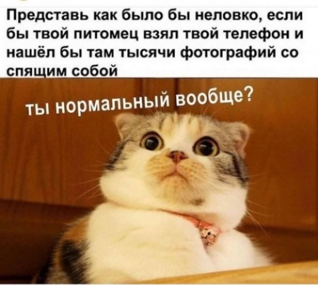 К котовторнику: подборка картинок-баянов с котиками и про котиков. Выпуск 27.