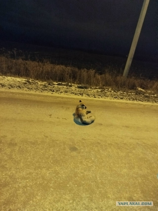 В "Тигре" коту сделают операцию.