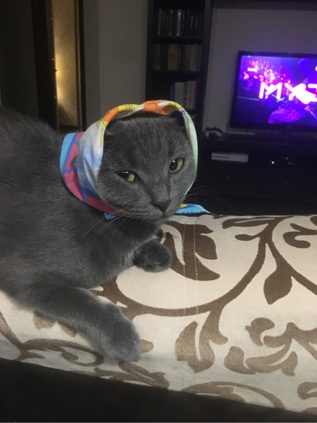 Дурацких фото котов тред