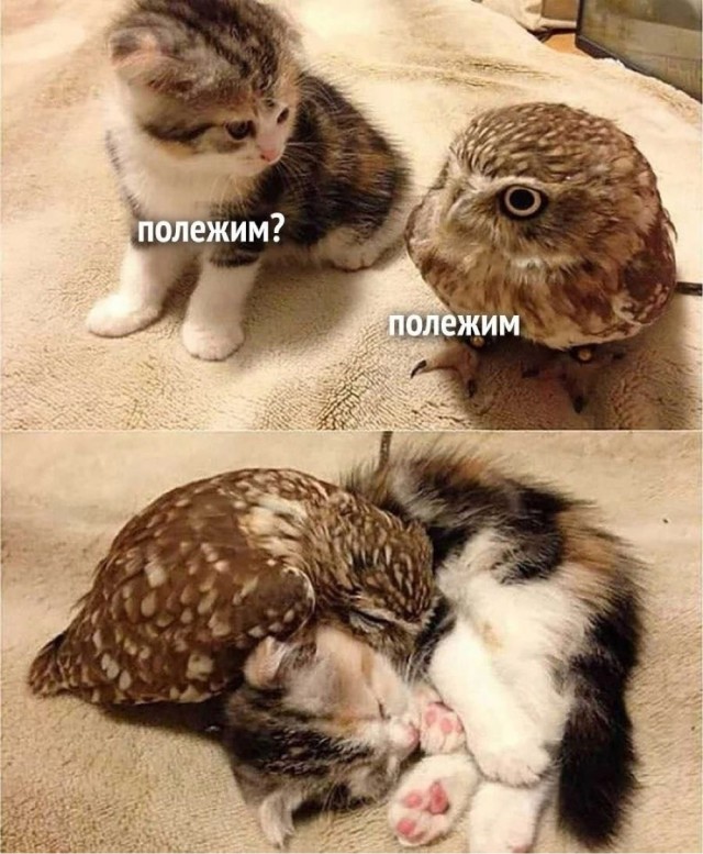 Картинки среды