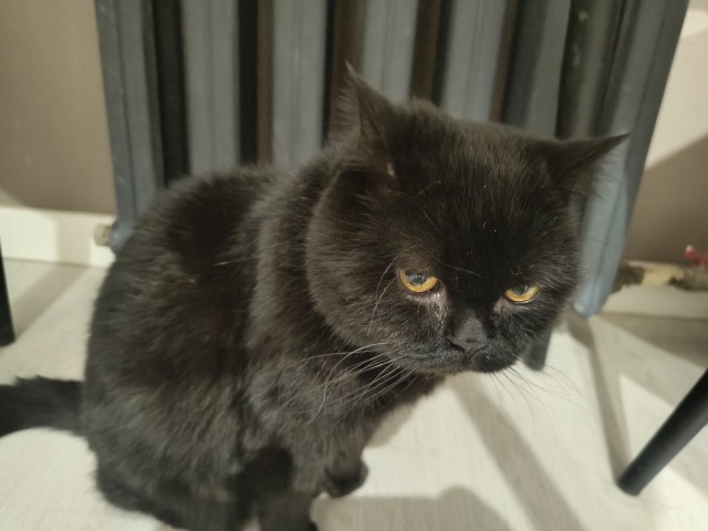 Котовфторник