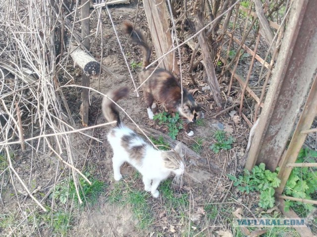 Жизнь домашнего приюта для котеек 577