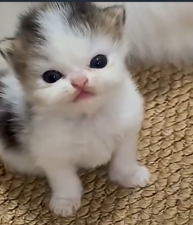 Котофеичи