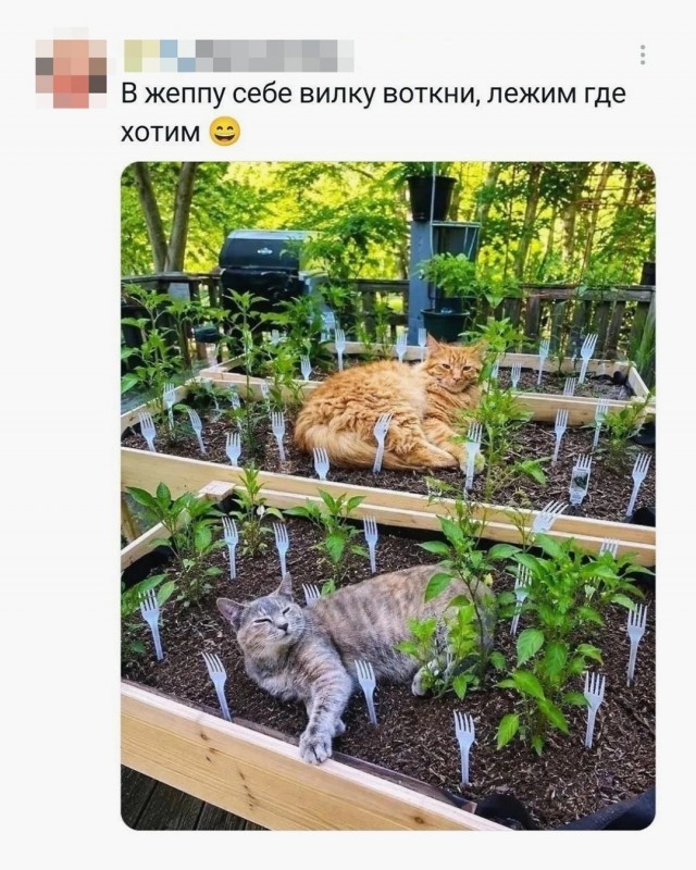 На уходящий котовторник