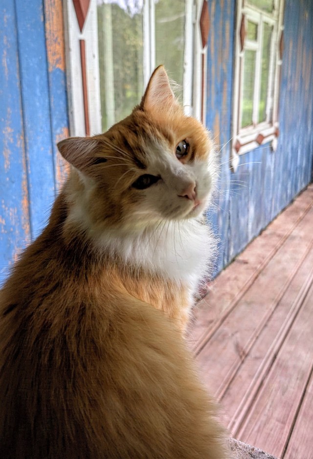 Фотки красивого кота.