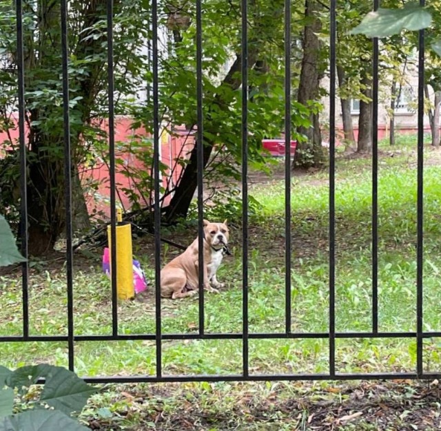 Породистого пса привязали к опоре и оставили с пакетом вещей в Дзержинском