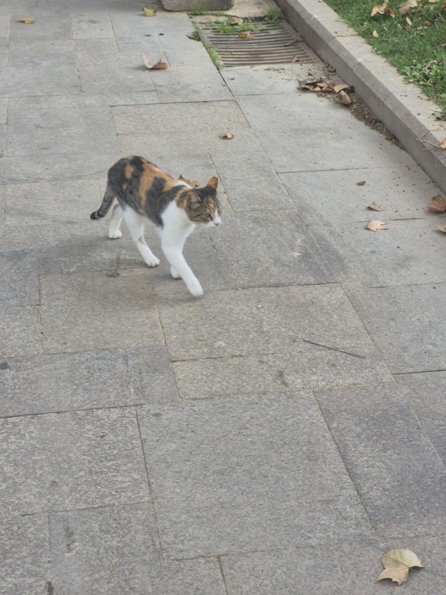 К котовторнику: подборка картинок-баянов с котиками и про котиков. Выпуск 46
