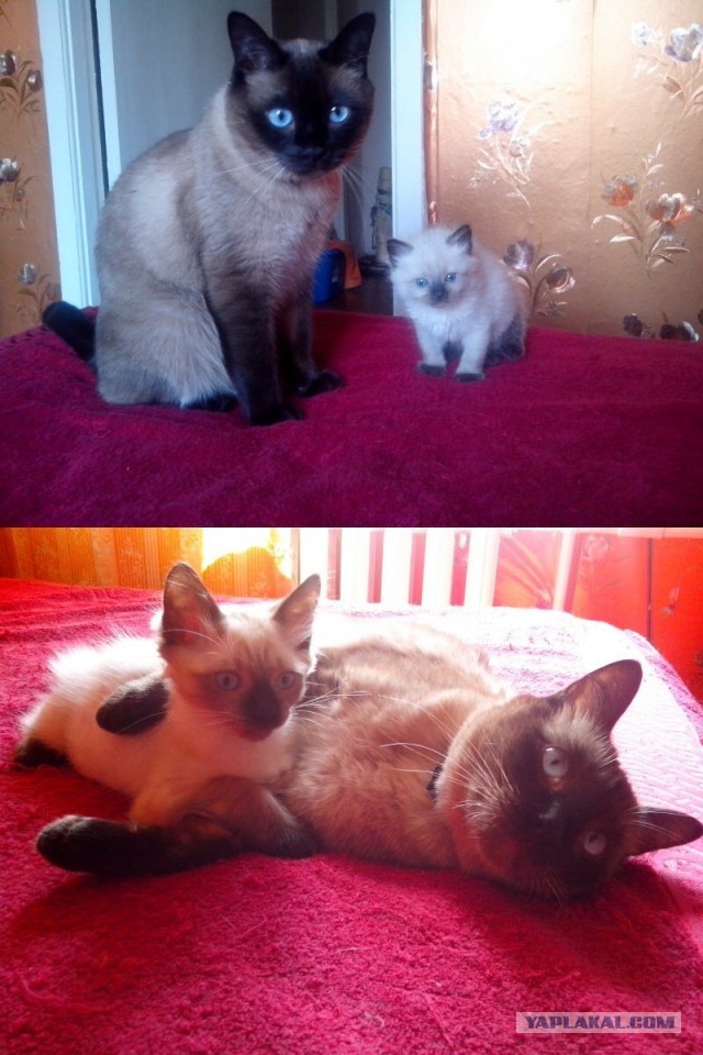 Коты и время