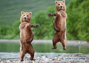 7 интересных фактов о медведях