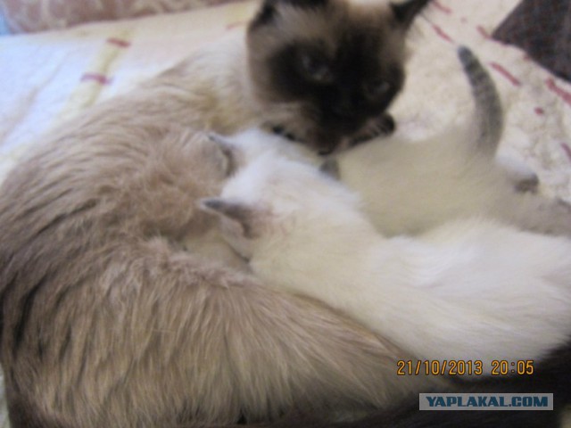 котята