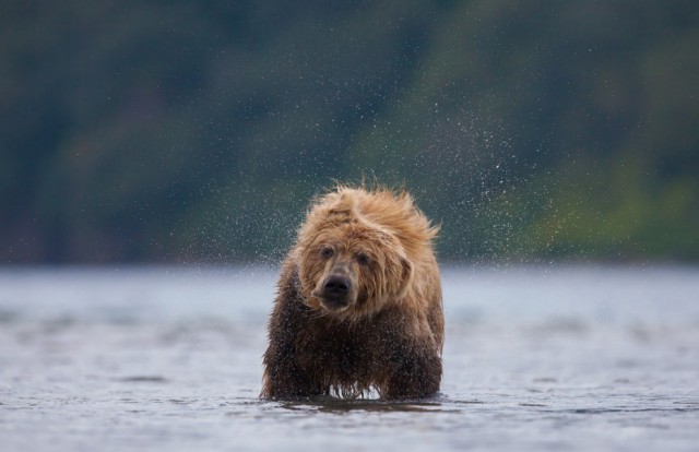 Фотоконкурс National Geographic Photo  2013