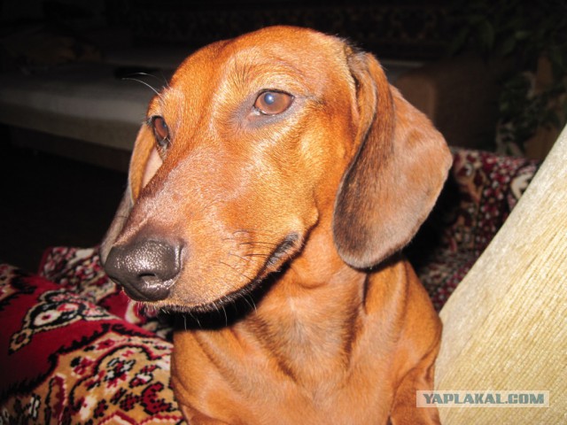 Собакочетверг на 02.01.2014