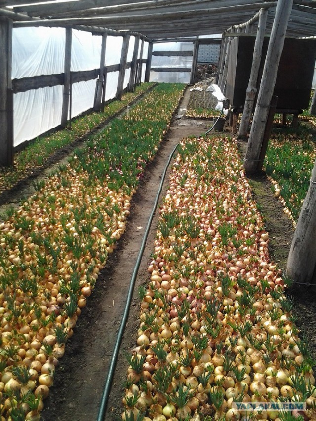 Любителям зелени