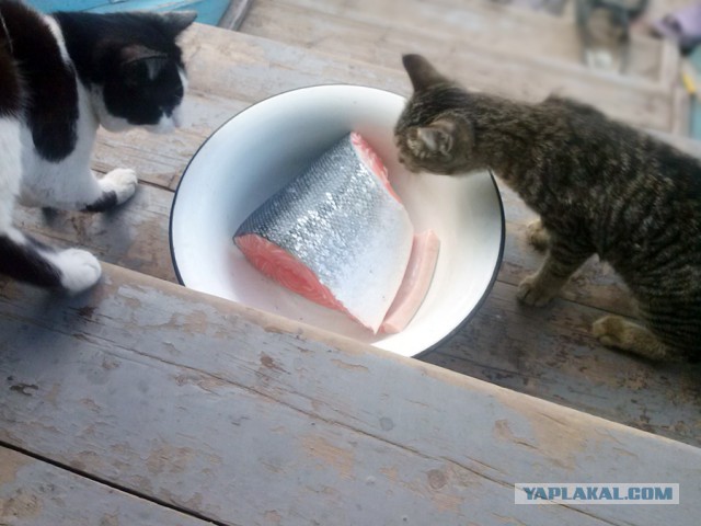 Котовторник 22.04.2014