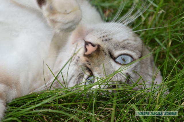 Котовторник 09.09.2014