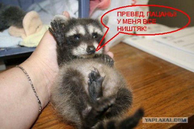 Тусовка енотов