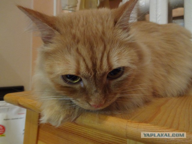 Котовторник 25.11.2014